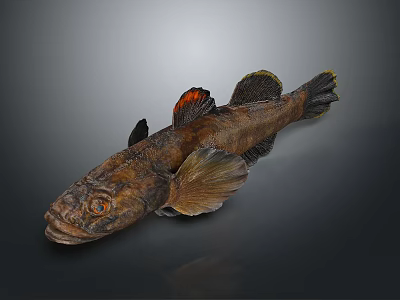 Realistic Brown Fish With Orange Fins As Detailed 3D Model On Gray Background 3d model