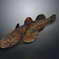 Realistic Brown Fish With Orange Fins As Detailed 3D Model On Gray Background