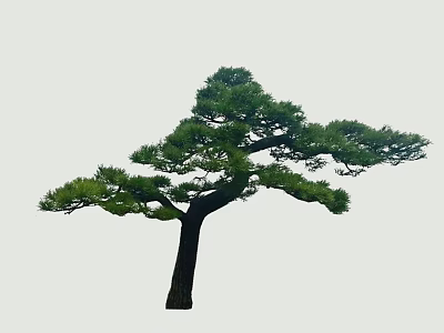 Ornamental Pine Tree With Lush Evergreen Foliage And Artistic Branch Structure 3d model