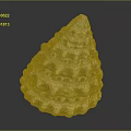 Marine Mollusk With White And Green Conical Wavy Raised Shell On Black Background With Reflection