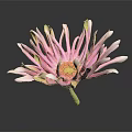 Pink And White Flower With Gradient Petals Yellow Center And Green Stem On Black Background