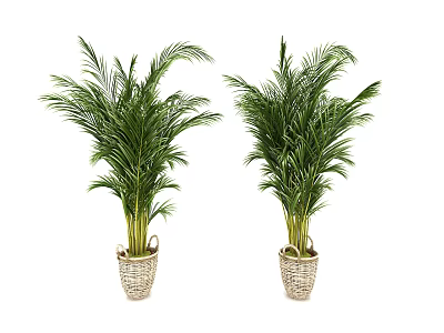 Modern potted plants 3d model