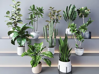 Various Potted Plants Display on Modern Shelves with Different Style Pots in Minimalist Indoor Setting 3d model