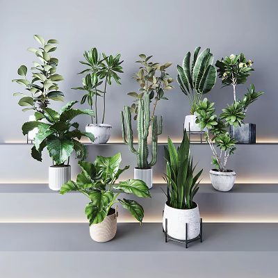 Various Potted Plants Display on Modern Shelves with Different Style Pots in Minimalist Indoor Setting 3d model