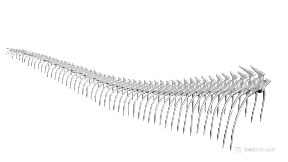 Detailed Anatomical Structure of Organ and Hair with Scientific Medical Features and Microscopic Details 3d model 