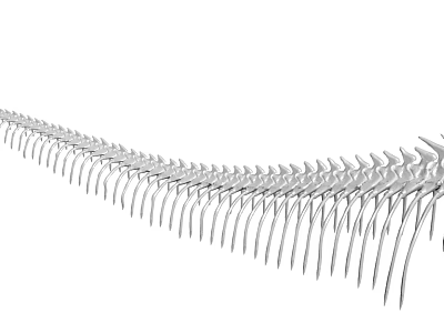 Detailed Anatomical Structure of Organ and Hair with Scientific Medical Features and Microscopic Details 3d model