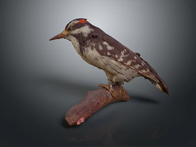 Red Crowned Bird Taxidermy Specimen Perched On Wooden Branch With Black White Spots 3d model