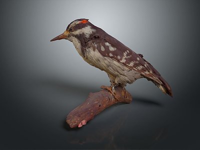 Modern woodpecker birds model