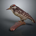 Red Crowned Bird Taxidermy Specimen Perched On Wooden Branch With Black White Spots