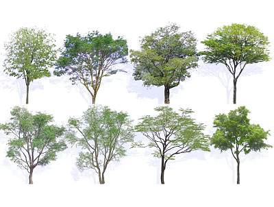 Various Arbor Trees Featuring Green Leaves And Different Canopy Shapes 3d model