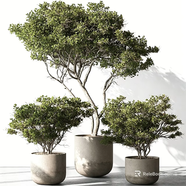Three Bonsai Plants of Different Sizes with Lush Green Leaves in Cylindrical Concrete Pots 3d model 