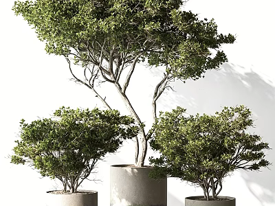 Three Bonsai Plants of Different Sizes with Lush Green Leaves in Cylindrical Concrete Pots 3d model