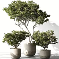 Three Bonsai Plants of Different Sizes with Lush Green Leaves in Cylindrical Concrete Pots