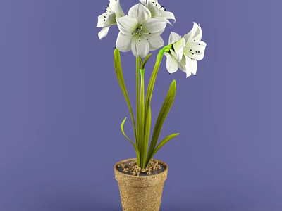 White Flowered Bonsai Potted Plant With Long Green Leaves And Brown Pot On Purple Background 3d model