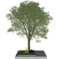 Tall Deciduous Tree With Green Leaves Brown Trunk And Concrete Platform Base