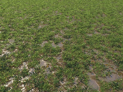 Lush Green Grass Field With Flowering Plants On Moist Ground Surface 3d model