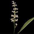 A plant with long green leaves and white spike flowers against black background