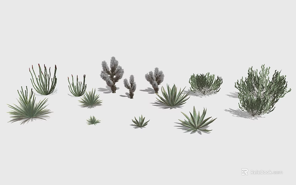 Various Types of Cactus and Succulent Plants With Different Sizes Shapes and Textures 3d model 