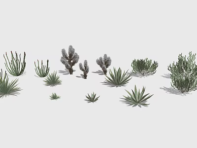 Various Types of Cactus and Succulent Plants With Different Sizes Shapes and Textures 3d model