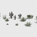 Various Types of Cactus and Succulent Plants With Different Sizes Shapes and Textures