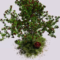 A Healthy Tree with Green Leaves Red Fruits and Basket Under Blue Sky White Clouds