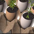 Small Potted Plants in Egg Shell Pots within Paper Egg Carton with Tiny Seedlings 3d model