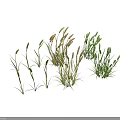 Herbaceous Plants With Green Foliage And Grassy Stems In Natural Arrangement