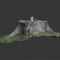 Natural Tree Stump with Textured Surface Surrounded by Green Moss and Grass