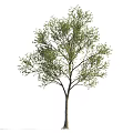 Single Arbor With Green Leaves Brown Trunk And Natural Appearance