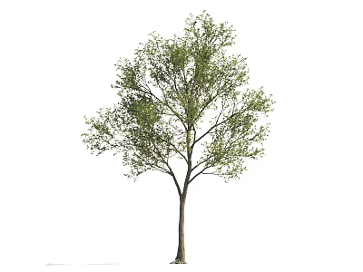 Single Arbor With Green Leaves Brown Trunk And Natural Appearance 3d model