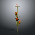 Corn Plant With Green Stem Bearing Orange Corn Cobs And Red Silk Tassels