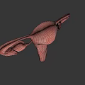 Detailed 3D Model Of Female Reproductive System With Uterus Ovaries And Fallopian Tubes
