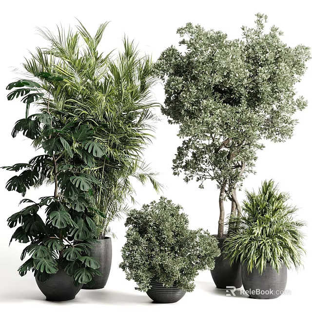 Indoor Decorative Potted Bonsai Plants With Various Lush Green Foliage And Black Pots 3d model 