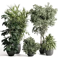 Indoor Decorative Potted Bonsai Plants With Various Lush Green Foliage And Black Pots