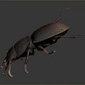 Dark Brown Beetle With Shiny Exoskeleton And Extended Antennae On Dark Background