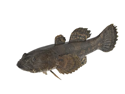 Dark Colored Aquatic Fish With Scaly Body Prominent Fins And Streamlined Shape 3d model