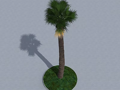 Palm Tree With Slender Trunk Green Fronds On Circular Grass Base And Gray Ground Shadow 3d model