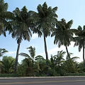 Tall Palm Trees Lining Roadside Under Clear Blue Sky With Green Foliage