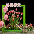 Spring Garden View With Green Frame And Pink Tulips Near Watering Can