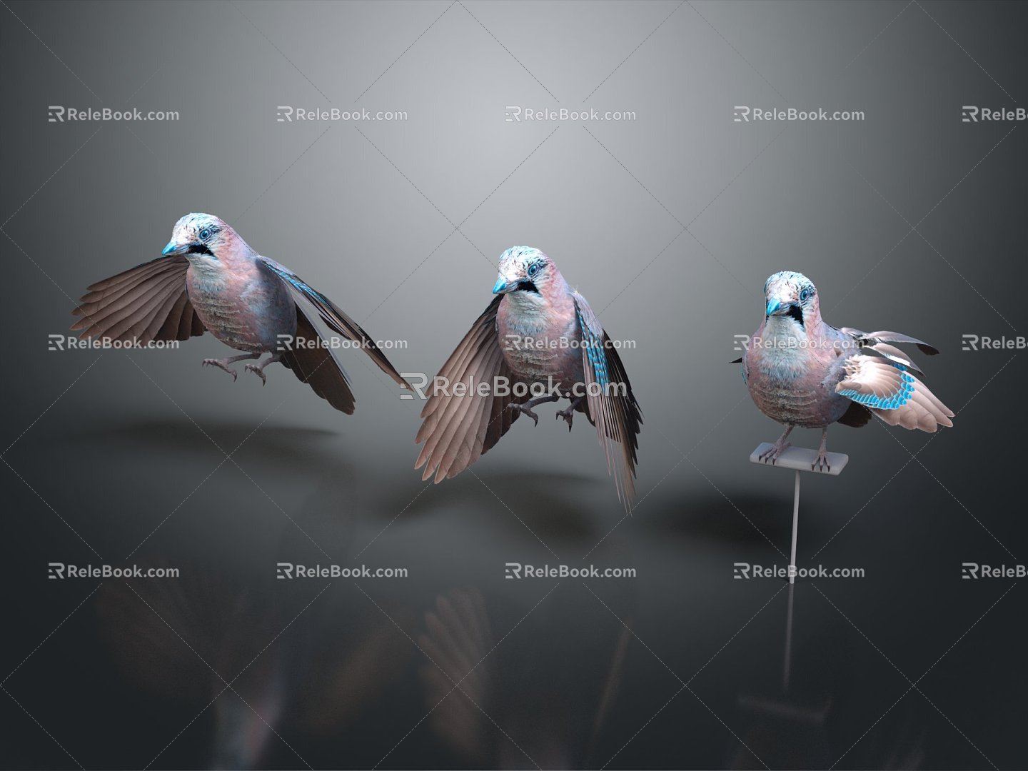 Modern Jay Birds 3d model