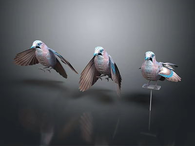 Three Colorful Birds with Blue Pink Feathers Wings Spread on Grey Gradient Background and Reflections 3d model