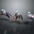 Modern Jay Birds 3d model