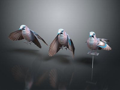 Modern Jay Birds 3d model