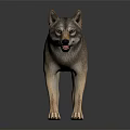 Realistic Wolf Model Standing On Black Background With Clear Reflection 3d model