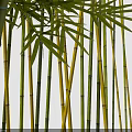 Lush Bamboo Grove With Green Yellow Stalks And Fresh Vibrant Leaves