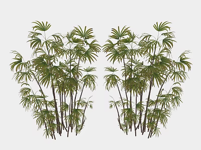 Clump Of Lush Green Bamboo Plants With Slender Stems And Fresh Foliage 3d model