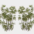 Clump Of Lush Green Bamboo Plants With Slender Stems And Fresh Foliage