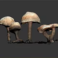 Brown Mushroom Plants with Caps and Stems on Dark Base and Background