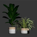 Different Types of Indoor Houseplants in Various Material Pots on Dark Reflective Surface
