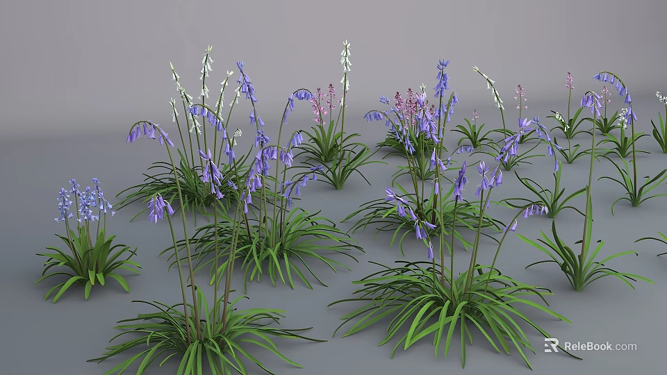 Colorful Flower Plants With Purple White Blooms And Green Long Leaves Clump Growing In Garden 3d model 